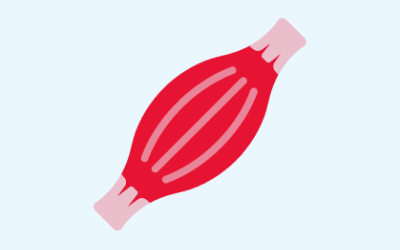 Simplified diagram of a muscle structure.