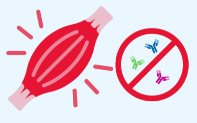 Simplified diagram of a muscle structure with diagnonal line across it, placed next to warning sign over 3 antibody icons.