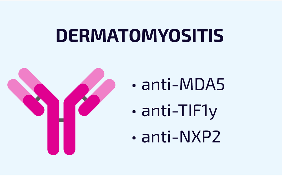 Graphic labeled "Dermatomyositis" with a pink antibody icon and three bullet points listing anti-MDA5, anti-TIF1y, and anti-NXP2.