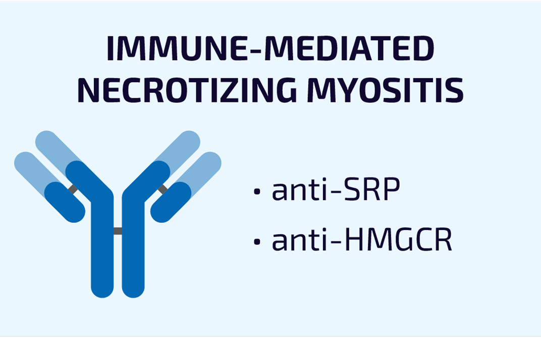 Graphic labeled “Immune-Mediated Necrotizing Myositis” with a blue antibody icon and bullet points listing anti-SRP and anti-HMGCR.