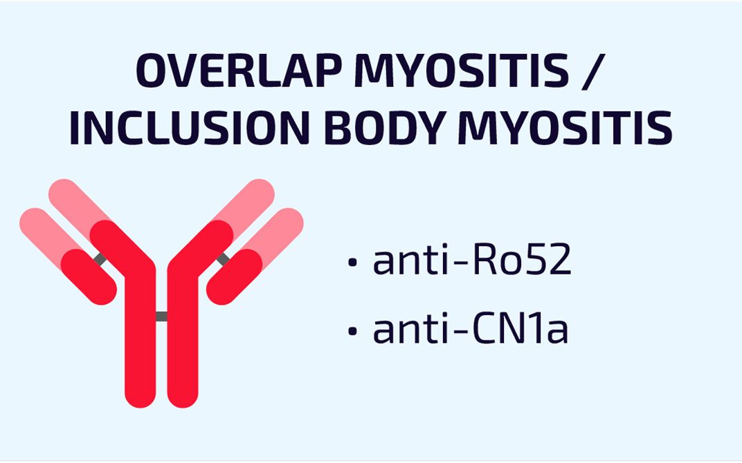 Graphic labeled “Overlap Myositis / Inclusion Body Myositis” with a red antibody icon and bullet points listing anti-Ro52 and anti-CN1a.