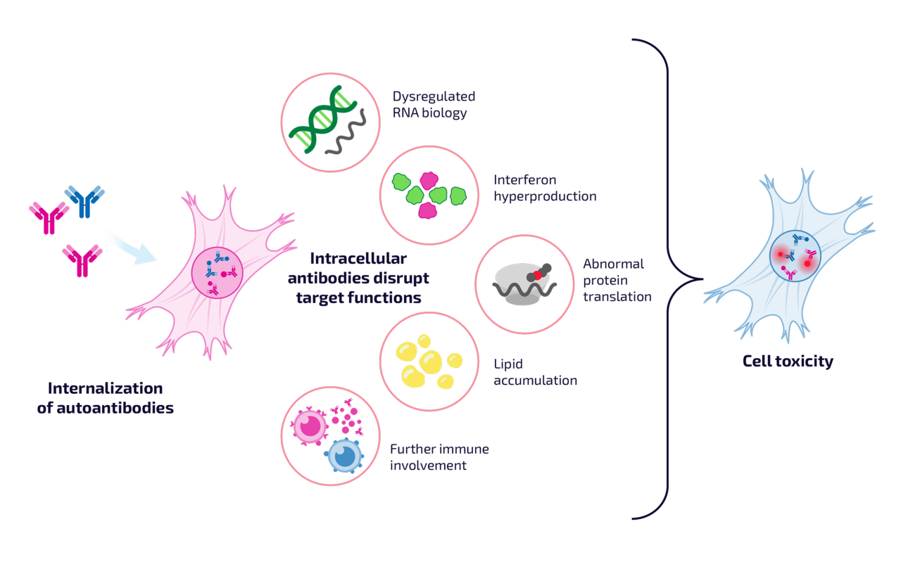 Diagram illustrates how autoantibodies enter cells and disrupt target functions in the cell, which leads to cell toxicity. The steps include dysregulated RNA biology, interferon hyperproduction, abnormal protein translation, lipid accumulation, and further immune involvement.