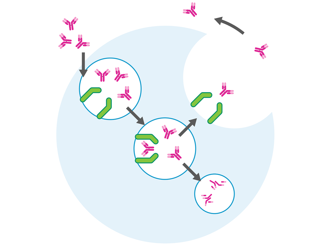 Diagram showing a cyclical process of autoantibodies interacting with cellular receptors and leading to a recycling step.